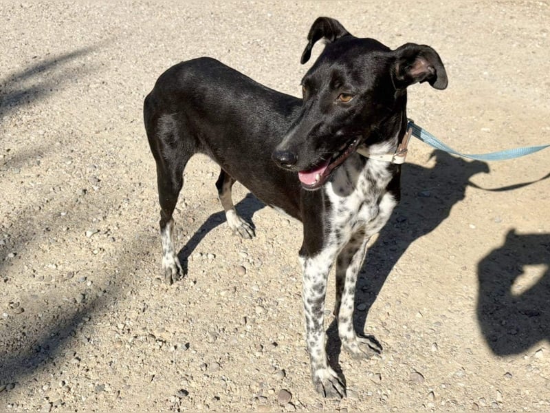 UBER-gesellig, lustig,verspielt,anhänglich, liebt Mensch und Hund,wartet sehnsüchtig auf ihr Zuhause