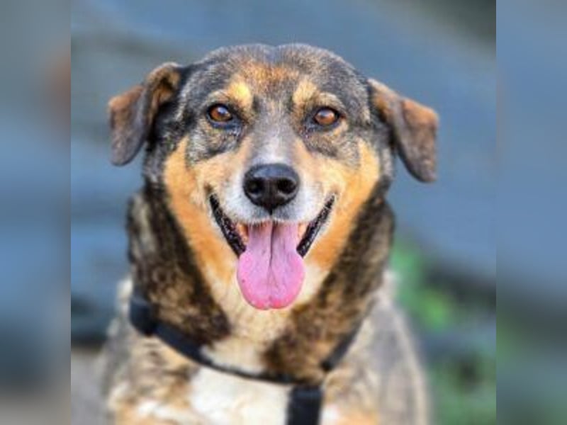 NORA-absulut liebenswertes Wesen