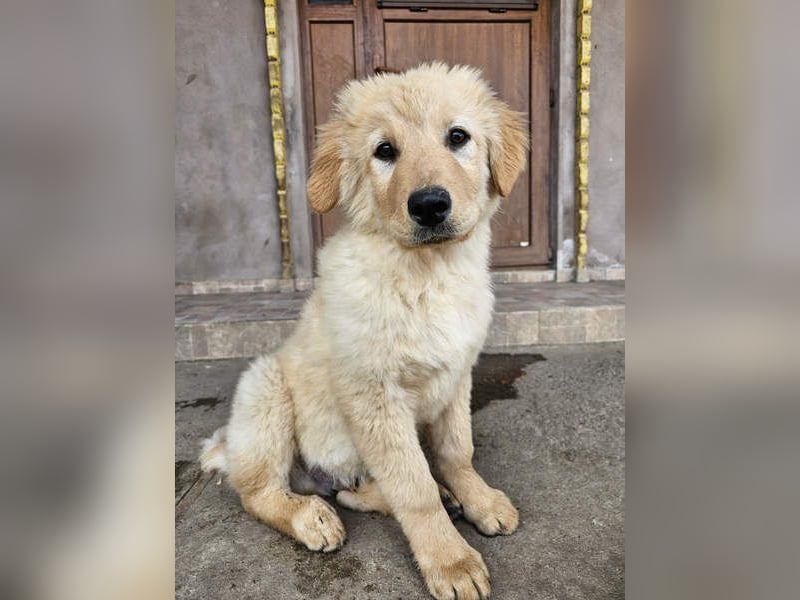 SLEEPY-ein fröhlicher, aufgeschlossener, sehr menschenbezogener Welpe sucht sein Für-Immer-Zuhause