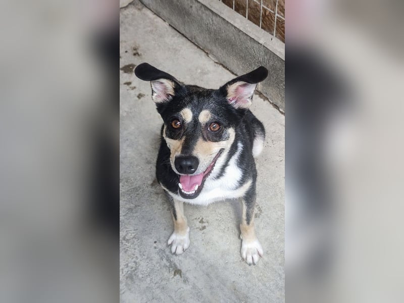 EREN-Lebensfreude pur, sie versüßt ede Minute des Tages-endlich in ihrem "Für-immer-Zuhause"?