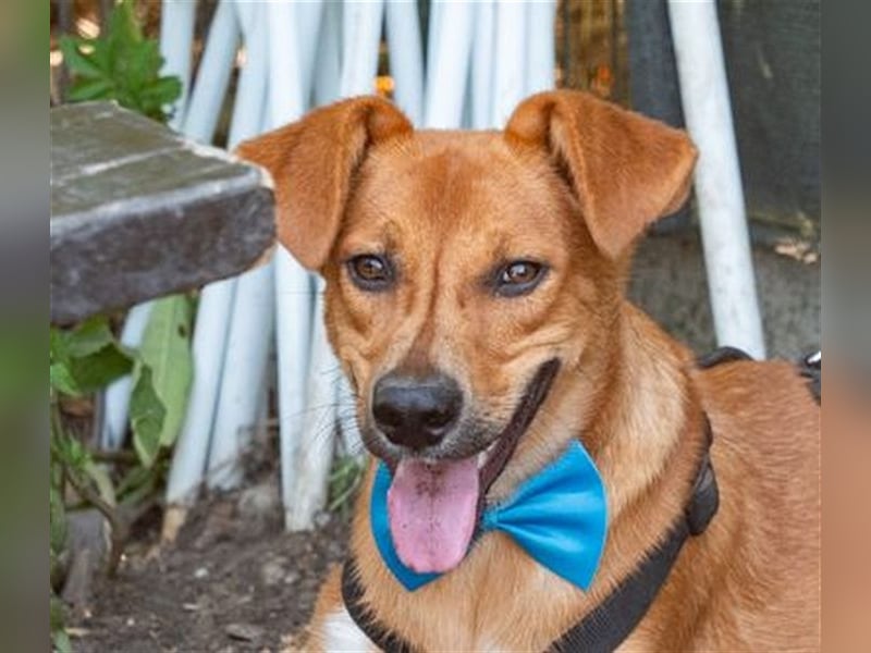 MANGO-genießt Aufmerksamkeit und schmusen