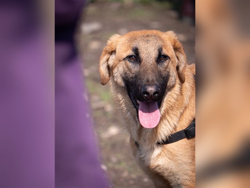 HUCKLEBERRY (Huck)-freundlich, mit sonnigem Gemüt