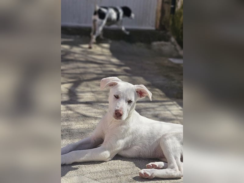 KINDER-fröhlicher, aufgeweckter Bub irrte allein auf der Straße umher,sucht seine Für-immer-Menschen