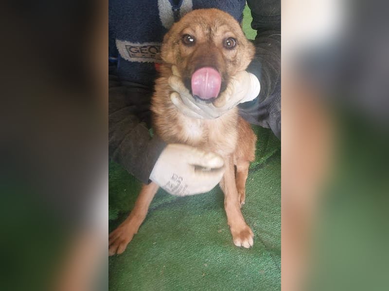 ATHENA-unglaublich freundlich, offen, verspielt, sucht ihre liebevolle Für-immer-Familie