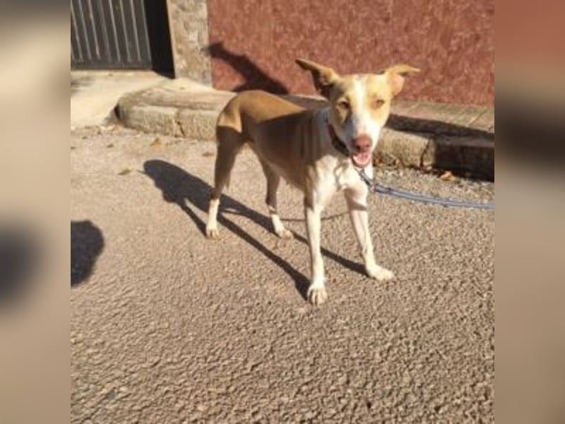 DAMA-zarte, noch etwas schüchterne, Podenco-Mädchen