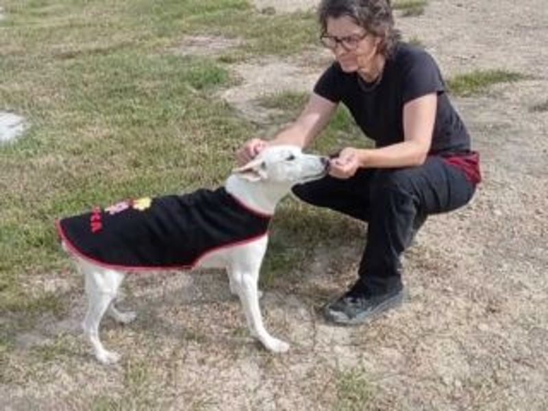 PISTOLE- ein freundlicher, menschenbezogener Hund