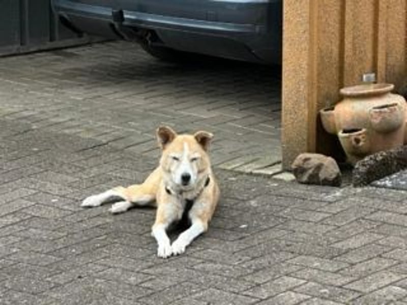 Liebevolle, hübsche MATILDA sucht endlich ein schönes, ruhiges, eigenes Zuhause