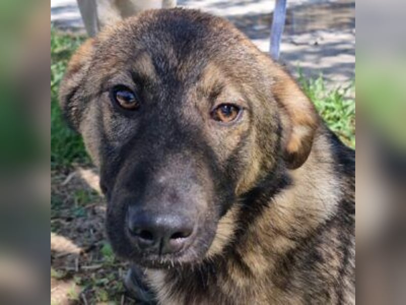 SOPHIE-Vielleicht können genau Sie sichin diesem Moment vorstellen, Sophie ein Zuhause zu geben.
