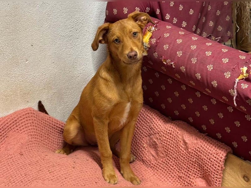 SIENA-fröhliches, freundliches Mädchen irrte alleine auf der Straße umher,auf der Suche nach Familie