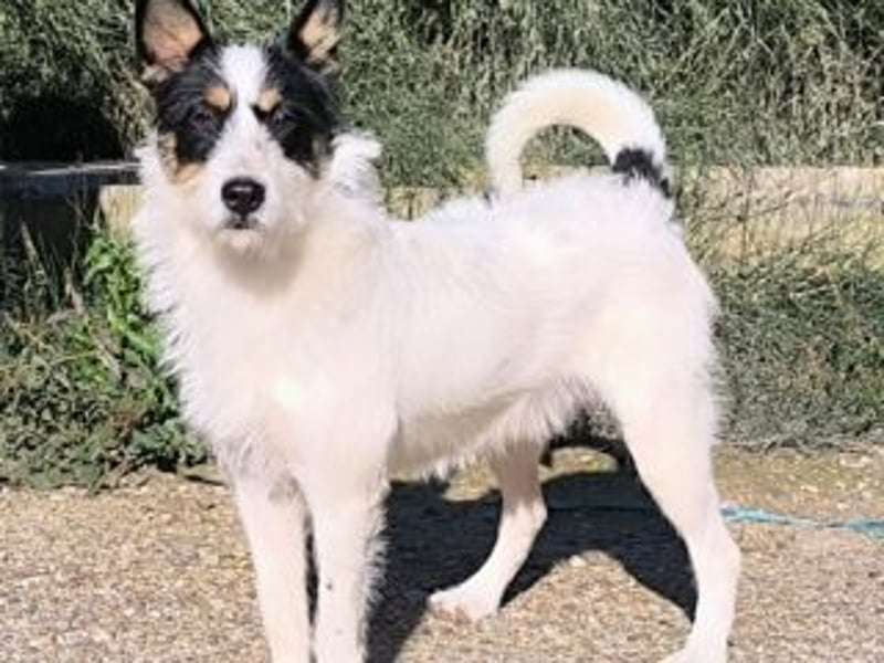 GASTON-liebt es, ausgiebig zu kuscheln und verteilt dabei auch gerne ein feuchtes Küsschen