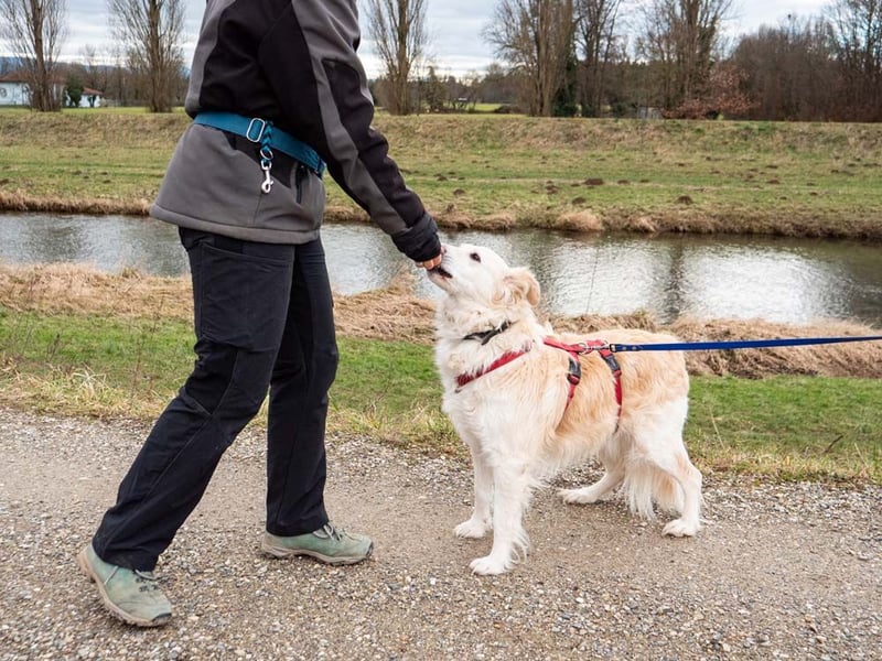 Nixe – wartet im Tierheim 79312 Emmendingen-geht neugierig, offen auf die Menschen zu