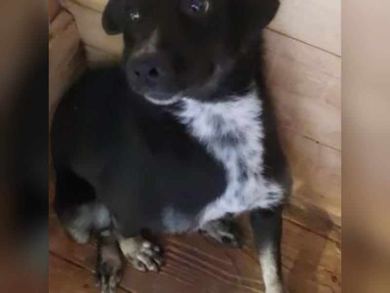 SANSA-Sanfte Seele sucht den Weg ins Glück