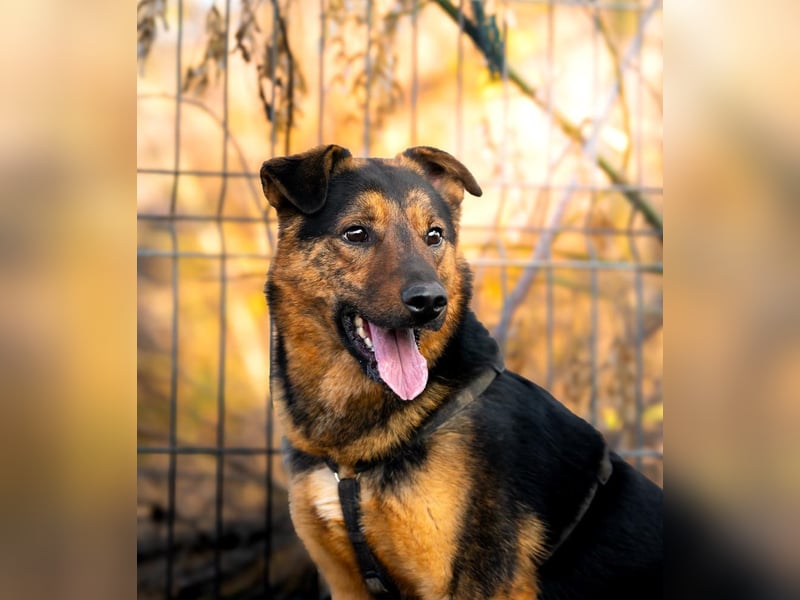 BATMAN-schüchterner Held auf 4 Pfoten sucht dich und sein Zuhause