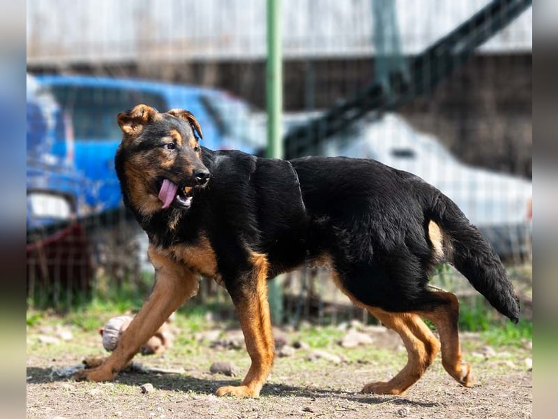 BATMAN-schüchterner Held auf 4 Pfoten sucht dich und sein Zuhause