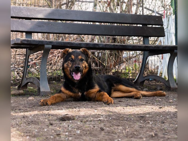 BATMAN-schüchterner Held auf 4 Pfoten sucht dich und sein Zuhause