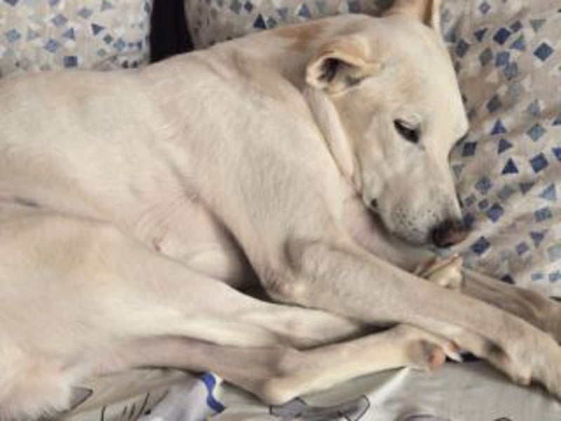 PISTOLE- ein freundlicher, menschenbezogener Hund