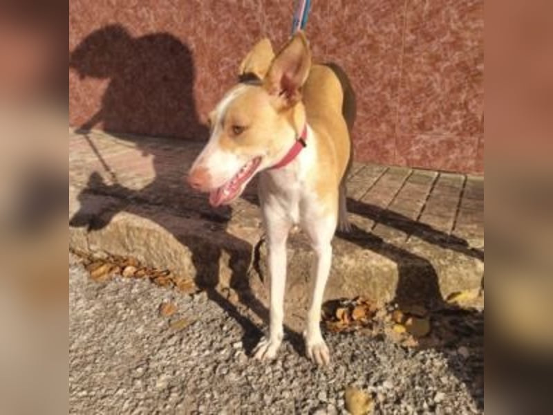DAMA-zarte, noch etwas schüchterne, Podenco-Mädchen