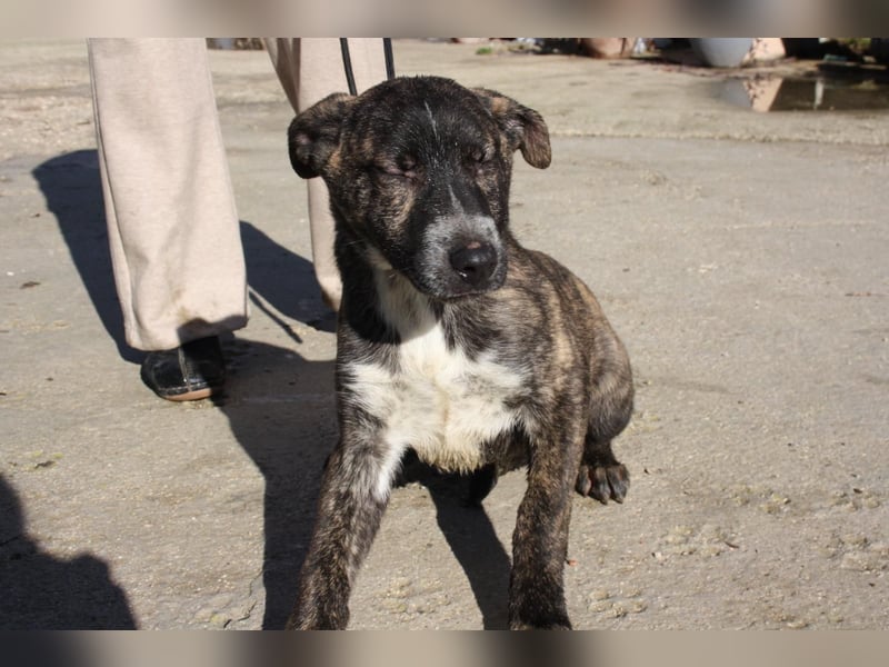 BRÖSEL - auf der Suche nach seiner liebevollen "Für-immer-Familie"