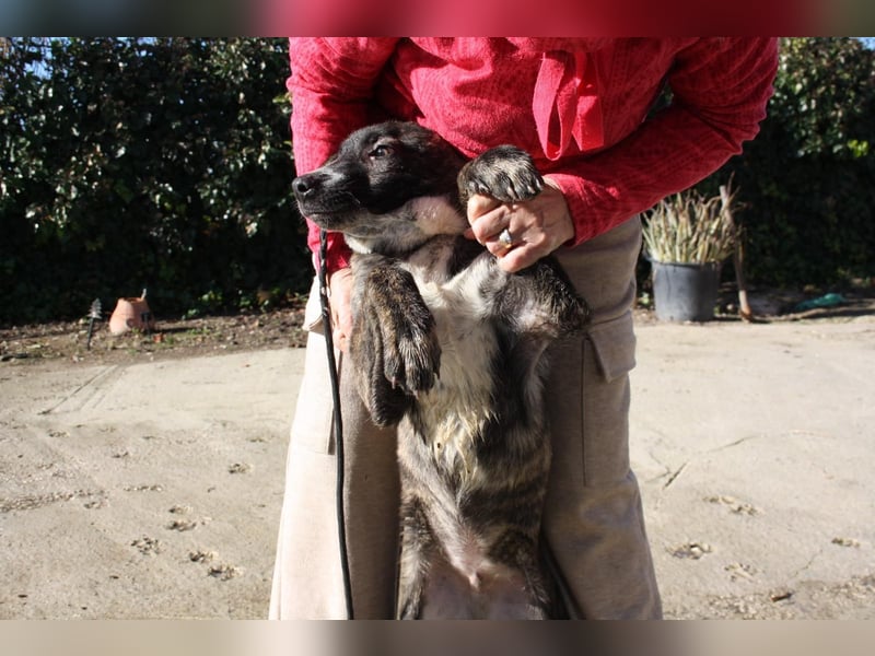 BRÖSEL - auf der Suche nach seiner liebevollen "Für-immer-Familie"