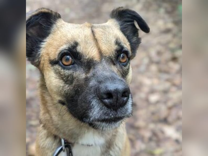 Moon (genannt Coco)-Ruhige Maus sucht liebevolle Familie