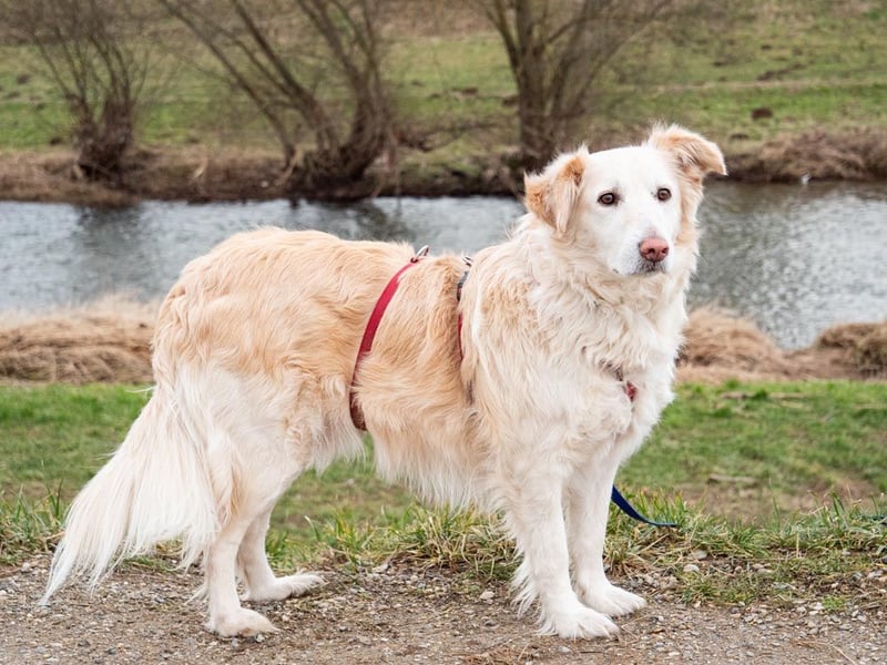 Nixe – wartet im Tierheim 79312 Emmendingen-geht neugierig, offen auf die Menschen zu