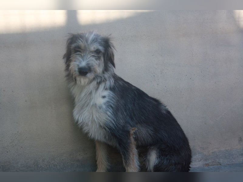 Wunderschöne PIRANA- sucht ein liebevolles Zuhause