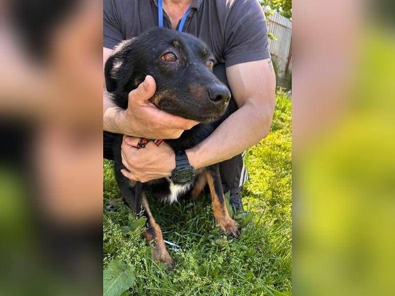 ARYA-freundlich, verspielt, offen und wartet sehnsüchtig auf ihr liebevolles Zuhause