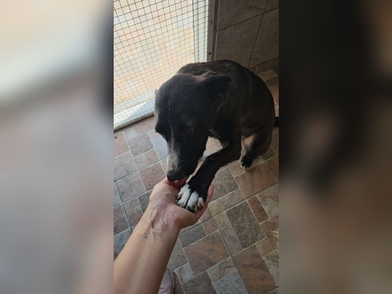 MABEL-strahlende Überleberin mit großem Herzen sucht liebevolles Für-immer-Zuhause