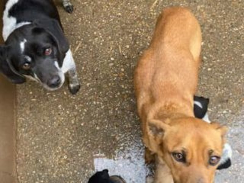 NANI- junge Hundemama mit großem Herzen sucht ihr eigenes Zuhause