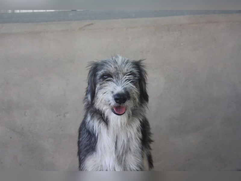 Wunderschöne PIRANA- sucht ein liebevolles Zuhause