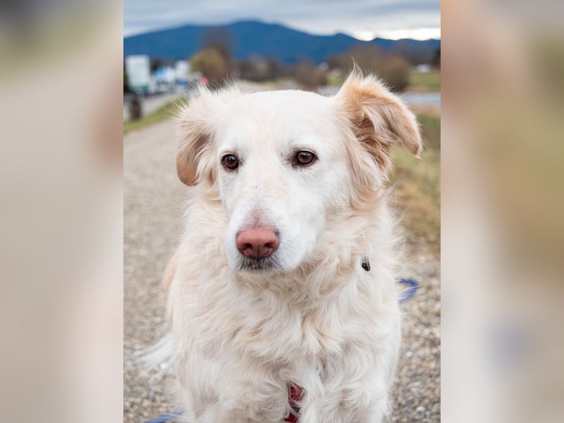 Nixe – wartet im Tierheim 79312 Emmendingen-geht neugierig, offen auf die Menschen zu