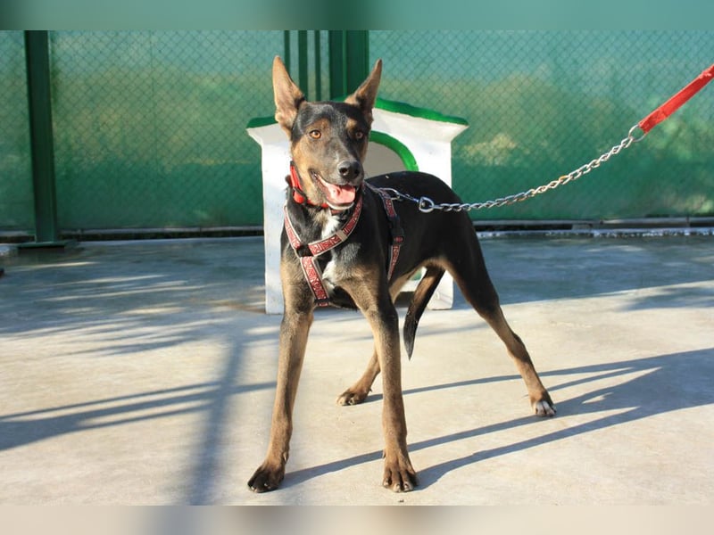 DONKOR-Schönheit mit glänzendem schwarz-braunem Fell sucht einfühlsame, geduldige liebevolle Mensche