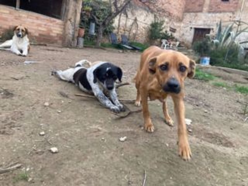 NANI- junge Hundemama mit großem Herzen sucht ihr eigenes Zuhause