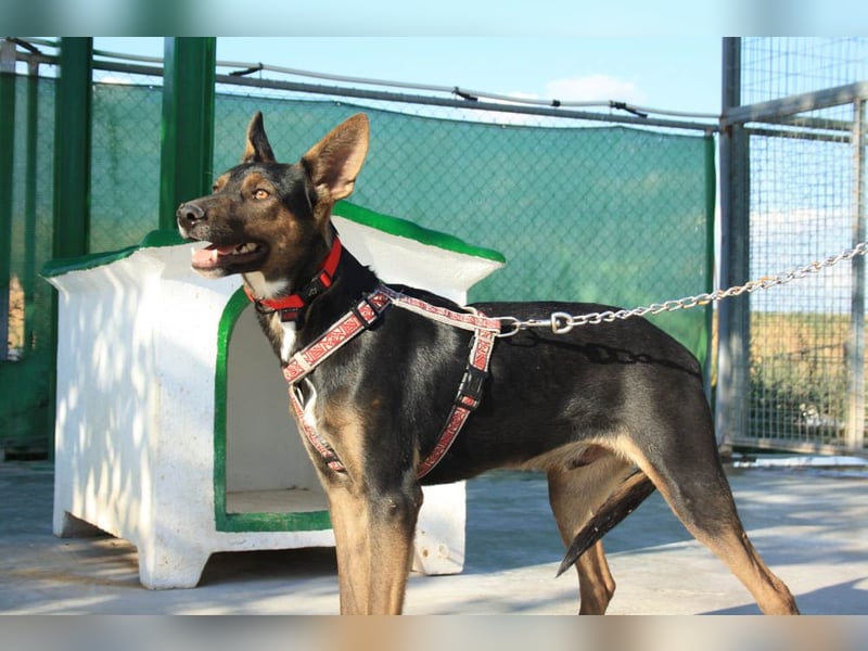 DONKOR-Schönheit mit glänzendem schwarz-braunem Fell sucht einfühlsame, geduldige liebevolle Mensche