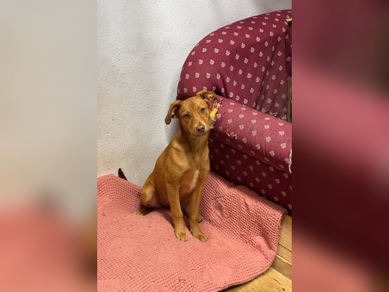 SIENA-fröhliches, freundliches Mädchen irrte alleine auf der Straße umher,auf der Suche nach Familie