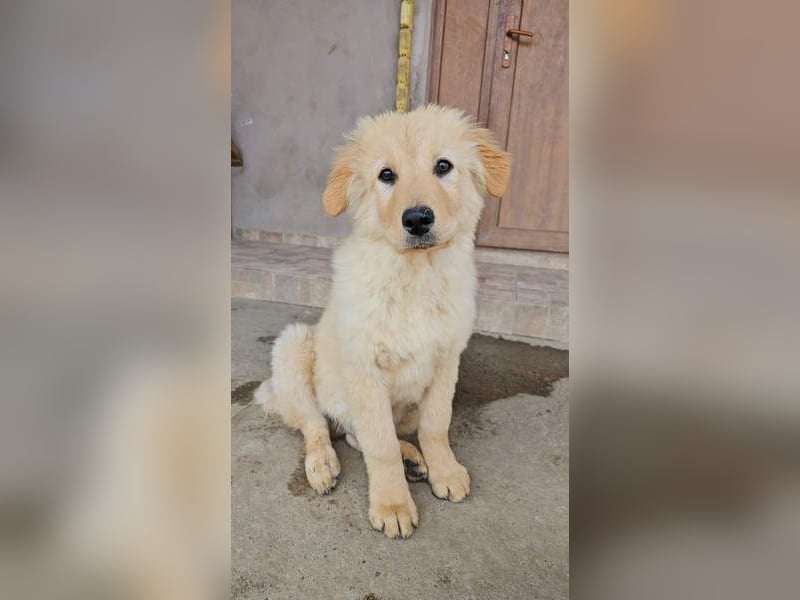 SLEEPY-ein fröhlicher, aufgeschlossener, sehr menschenbezogener Welpe sucht sein Für-Immer-Zuhause