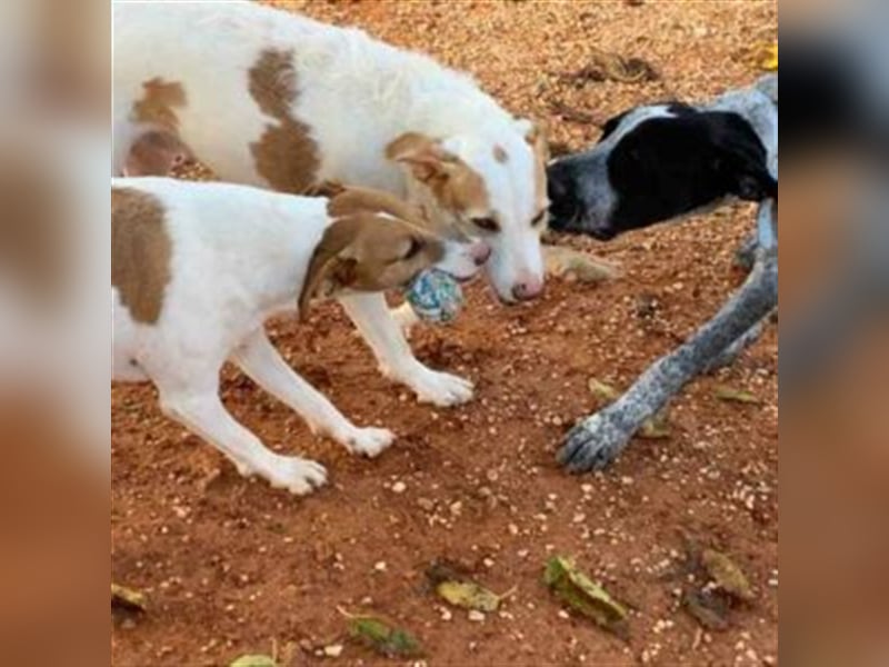 Benji und Dali werden nur gemeinsam vermittelt, da sie quasi „eins“ sind