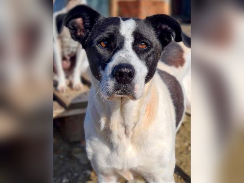 AMELIE-ruhige, sanfte Maus sucht ihr liebevolles Für-immer-Zuhause