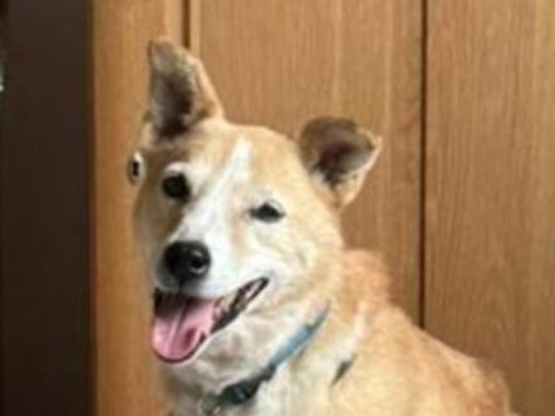 Liebevolle, hübsche MATILDA sucht endlich ein schönes, ruhiges, eigenes Zuhause