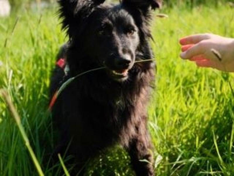 ZULU-hier bin ich! Süßes, hellwaches Mädchen auf der Suche nach liebevollem Zuhause