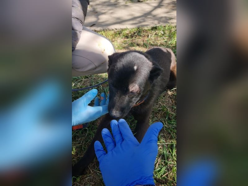 ZANE-ganz besonderer Bub sucht dringend liebevolles Zuhause