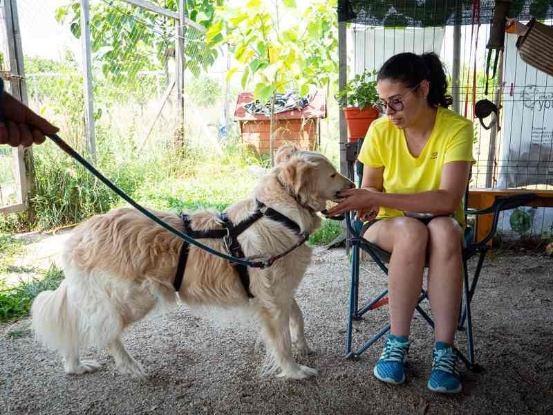 Nixe – wartet im Tierheim 79312 Emmendingen-geht neugierig, offen auf die Menschen zu