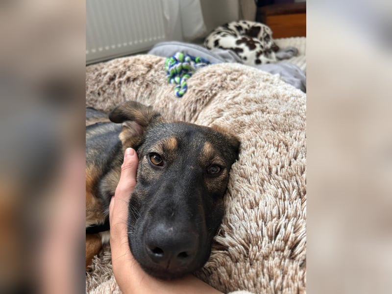 SOPHIE-Vielleicht können genau Sie sichin diesem Moment vorstellen, Sophie ein Zuhause zu geben.