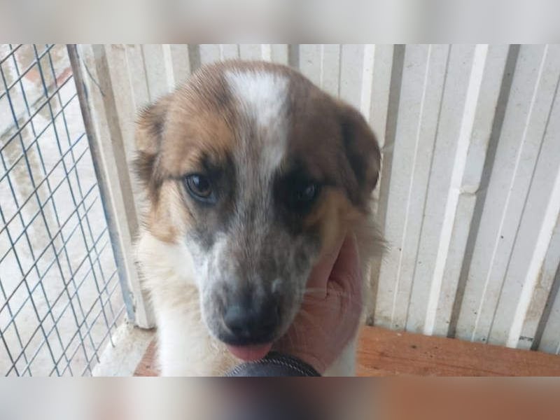 PAULINA-offen, freundlich, anhänglich sucht ihre liebevolle Für-immer-Familie