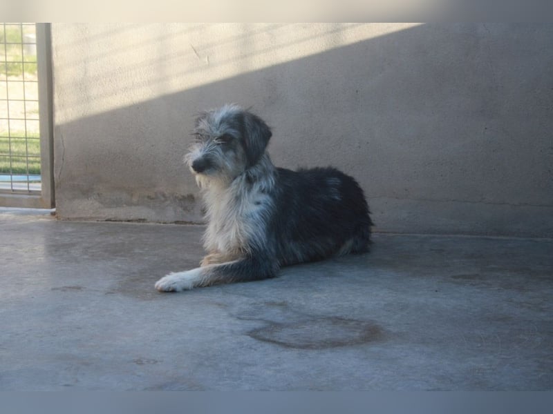 Wunderschöne PIRANA- sucht ein liebevolles Zuhause