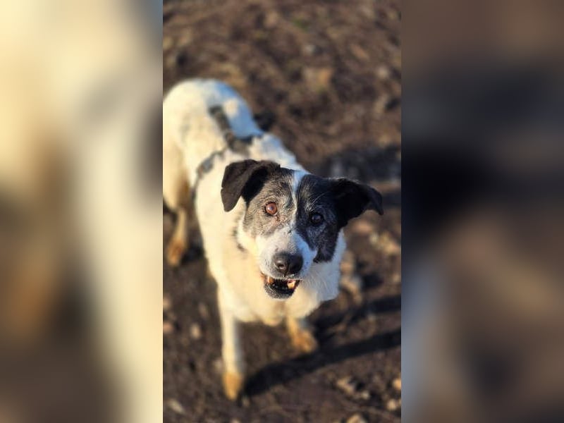 MARIE-CURIE-freundliche, willige, brave, anspruchslose, vergessene Seele sucht dringend liebe Heimat