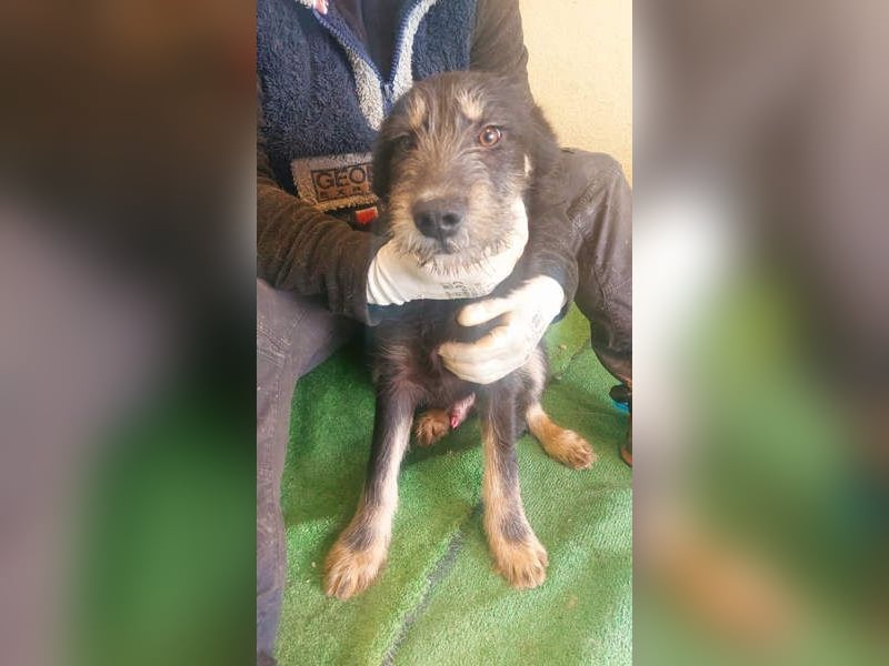 THOR-sanftes, ruhiges, freundliches Wesen wartet sehnsüchtig auf sein liebevolles Für-immer-Zuhause