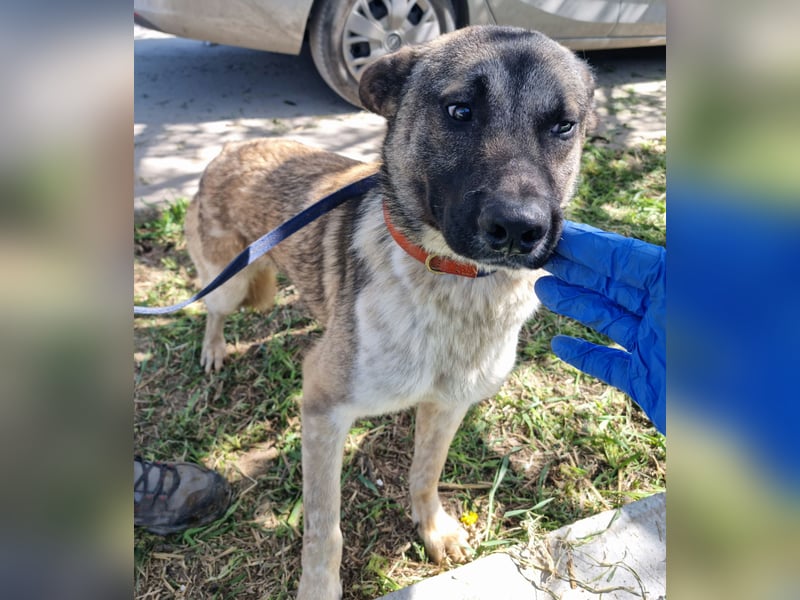 Wunderbarer VINCENT- ein Seelenhund sucht liebevolles Für-immer-Zuhause