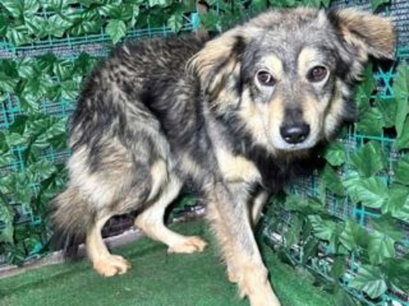 MICKY-liebesbedürftiger, ausgesprochen hübscher Bub wartet sehnsüchtig auf seine Familie