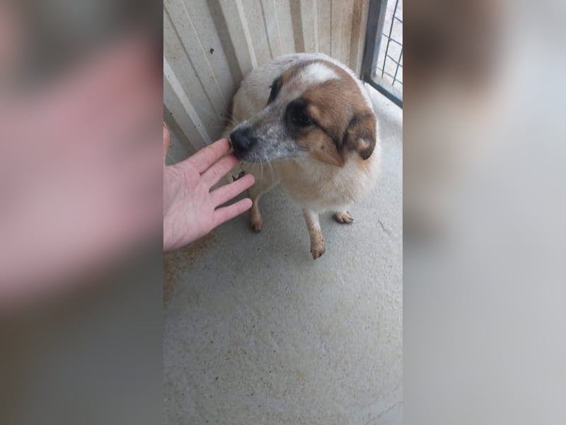 PAULINA-offen, freundlich, anhänglich sucht ihre liebevolle Für-immer-Familie